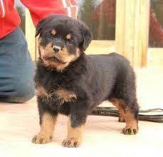 At your local shelter, you can bring home a puppy during your first visit. Rottweiler Puppies For Sale Ohio