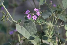 Image result for Commicarpus