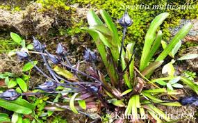 Image result for Swertia eminii