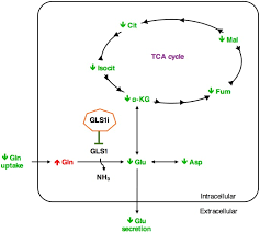 How to grow cell culture. Rational Cell Culture Optimization Enhances Experimental Reproducibility In Cancer Cells Scientific Reports