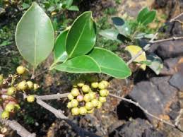 Image result for Memecylon torrei