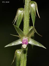 Image result for Achyranthes