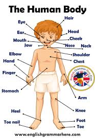 You will need to learn the names of the internal (inside the skin) and external body parts. Parts Of Human Body Definition And Examples English Grammar Here