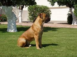 Guard Dog Breeds For Security Protection Dogs