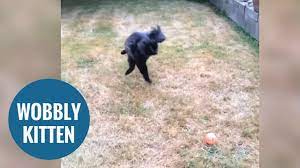 This Clumsy Kitty With Wobbly Cat Syndrome Will Melt Your Heart Youtube