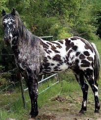 Image result for tbn:tVj6rqcH-AQR9M::www.pregonagropecuario.com.ar/images/caballo_overo.jpg