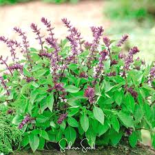 Image result for Ocimum
