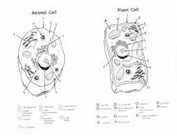 Image Result For Cell Membrane Animal Cells Worksheet Plant Cell Drawing Cell Diagram