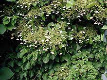 A man at the garden center suggested using masonry screws with metal wire running between them. Hydrangea Petiolaris Wikipedia