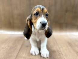 Our store also offers grooming, training, adoptions and curbside pickup. Basset Hound Dog Male Blk Wht Tn 2591048 Petland Lancaster Ohio
