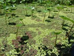Image result for Azolla filiculoides