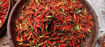 Image result for Capsicum frutescens