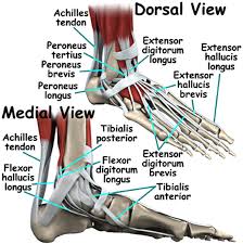 Tendons and ligaments attach muscles to bones. Know Your Ankle Nritarutya