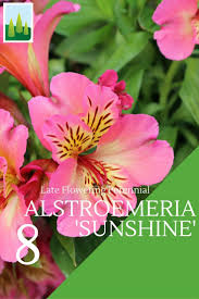 Wholesale Nursery And Commercial Suppliers In Horticulture Inkalilie Garten