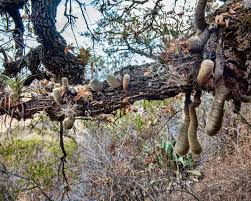 Image result for Mystacidium tanganyikense