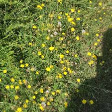 Wildflowers In France Wild Flowers Plants Garden
