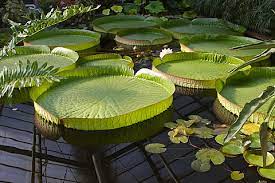 Botanischer garten und botanisches museum berlin freie universität berlin königin luise straße 6 8 14195 berlin. Hotel Umgebung Botanischer Garten Der Tu Braunschweig Hotel Braunschweig Fur Die Ubernachtung Braunschweig