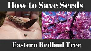 Several varieties of redbuds grow throughout the united states. How To Grow Eastern Redbud Tree From Seed Youtube