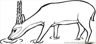 Antelope coloring pages for kids, toddlers, kindergarten to color and print. Antelope Drinks Coloring Page Coloring Page For Kids Free Drinks Printable Coloring Pages Online For Kids Coloringpages101 Com Coloring Pages For Kids