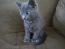 Russian Blue Kitty Cats Drawing Foto Alam