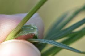 Image result for Eragrostis plana