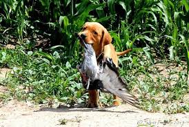 Akc labrador retriever puppy for sale. Akc Fox Red Labrador Puppies For Sale In Omaha Nebraska Classified Americanlisted Com