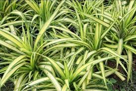 Image result for Chlorophytum hirsutum
