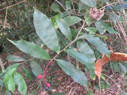 Image result for Ouratea