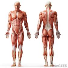 Human muscle system, the muscles of the human body that work the skeletal system, that are under voluntary control, and that are concerned with the following sections provide a basic framework for the understanding of gross human muscular anatomy, with descriptions of the large muscle groups. The Major Muscles Of The Body Diagram Quizlet