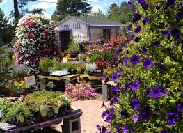 Even if these invasive plants are not in your yard today, they are still a threat to your property if they are already growing along a nearby road, in an adjacent field or forest, or on your neighbor's property. Viola S Flower Garden Blooms In Flagstaff Local Azdailysun Com