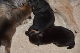 If your first child was super chill, and this newborn is, well, not so much, you may wonder if there's. Losing A Puppy A Heartache Of Breeding Dig N Blog