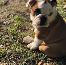 Best english bulldog we could ask for! Bulldog Puppies Posts Facebook