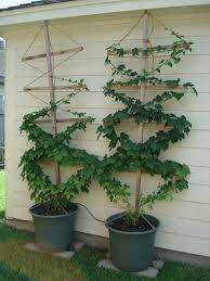 The important thing is to make sure the hops have as much sunlight as possible. Hops Plants Google Search Hops Plant Plants Trellis Plants