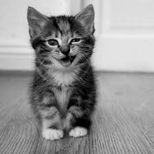 Iphone Wallpapers Cat Group 59 Cat wallpapers, backgrounds, images— best cat desktop wallpaper sort wallpapers by: iphone wallpapers cat group 59