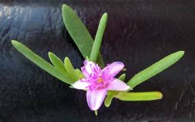 Image result for Sesuvium portulacastrum