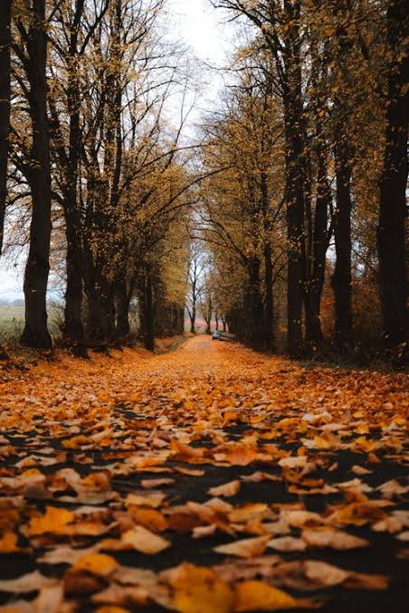Fall Pictures Photos, Download The BEST Free Fall Pictures Stock Photos &  HD Images