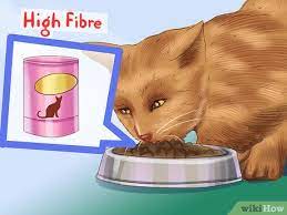 Maybe you would like to learn more about one of these? How To Stop Cats From Scooting On The Rug 12 Steps