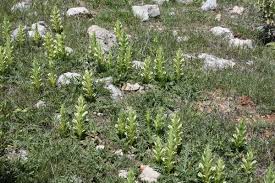 Image result for Acanthus mayaccanus