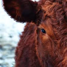 Ruminant Animals Full List And Fun Facts