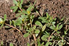 Image result for Portulaca oleracea