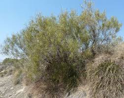 Image result for Searsia monticola