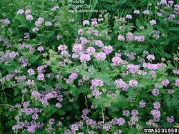 This plant is endemic in asia and europe and was introduced to the us for erosion control. Got Pests