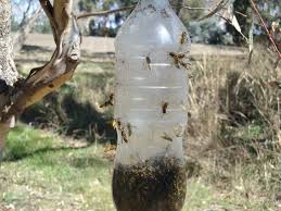 Bait the trap with sugar water or flat soda and a teaspoon of laundry soap. Take The Sting Out Of Summer With Diy Wasp Control Midland Express Home
