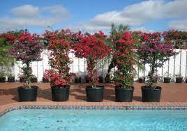 Liners, regular/bicolor/variegated, 50 per tray. 15 Gallons Bougainvilleas Bush Trellis72 Standard Braided