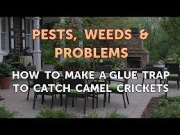 When people see a cave cricket, they may think it's a the spray insecticide is a suitable choice if you want to prevent spider crickets. How To Make A Glue Trap To Catch Camel Crickets Youtube
