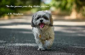 In fact, one may feel offensive calling dog, an animal. Be The Person Your Dog Thinks You Are J W Stephens