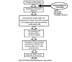 Hashimotos Thyroiditis Pathophysiology Check Out The