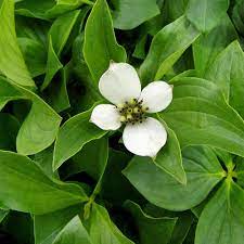 Als bodendecker macht der teppichhartriegel seinem namen wirklich alle ehre: Teppich Hartriegel Cornus Canadensis Sehr Guter Bodendecker Native Plants