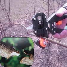 These fruit trees grafting tool are beneficial and ideal for varied animal rearing. 8 Grafting Tools Ideas Grafting Fruit Trees Tools