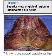How about the bones of the axial skeleton?. Inferior Gluteal And Other Nerves Associated With Sacrospinous Ligament A Cadaver Study Semantic Scholar